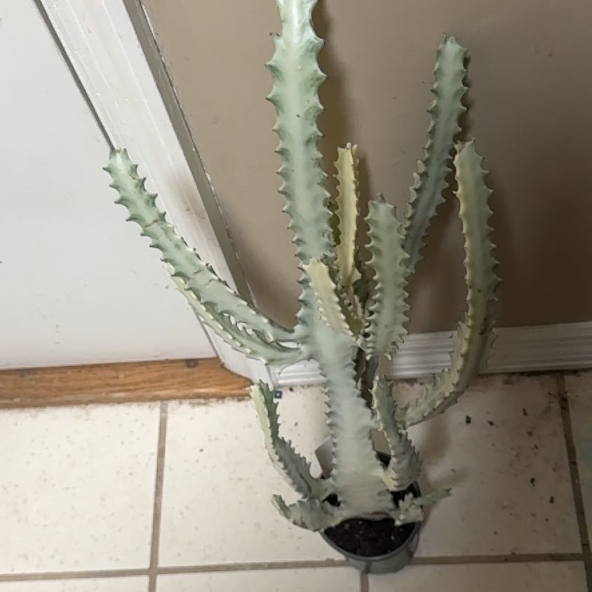 Photo of the plant species White Ghost Euphorbia by @BonusTaraire85 named Anne on Greg, the plant care app
