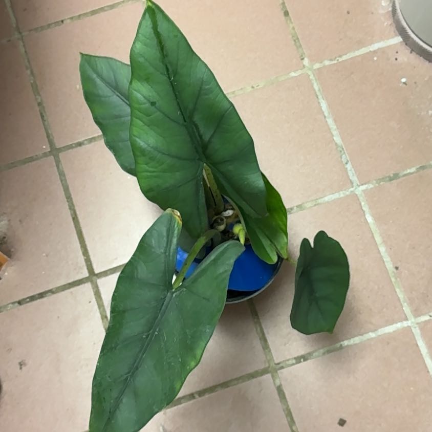 Photo of the plant species Alocasia Blue Dragon by @BonusTaraire85 named Bieber on Greg, the plant care app