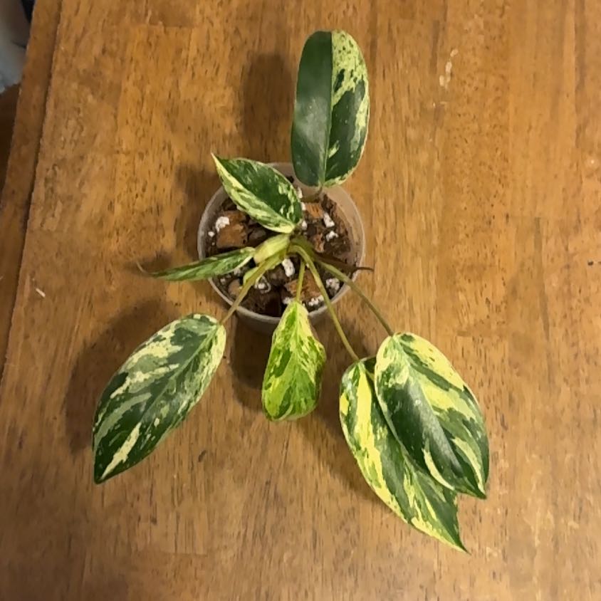 Photo of the plant species Philodendron 69686 by @BonusTaraire85 named Kylie on Greg, the plant care app