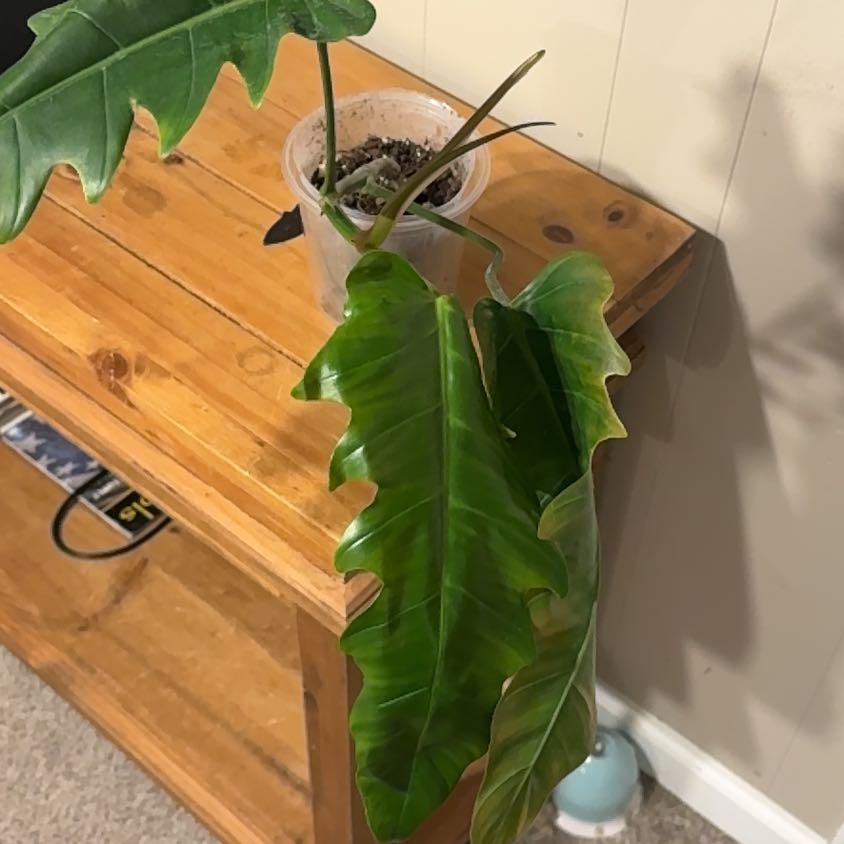 Photo of the plant species Philodendron 'Angel Eyes' by @BonusTaraire85 named Rainier on Greg, the plant care app
