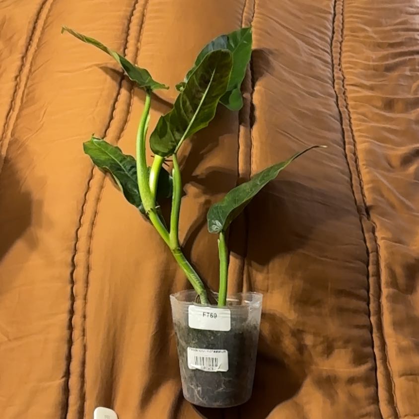 Photo of the plant species Philodendron subhastatum by @BonusTaraire85 named Sir Plancelot on Greg, the plant care app