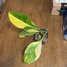 Photo of the plant species Anthurium Scolopendrinum by @BonusTaraire85 named Eva on Greg, the plant care app