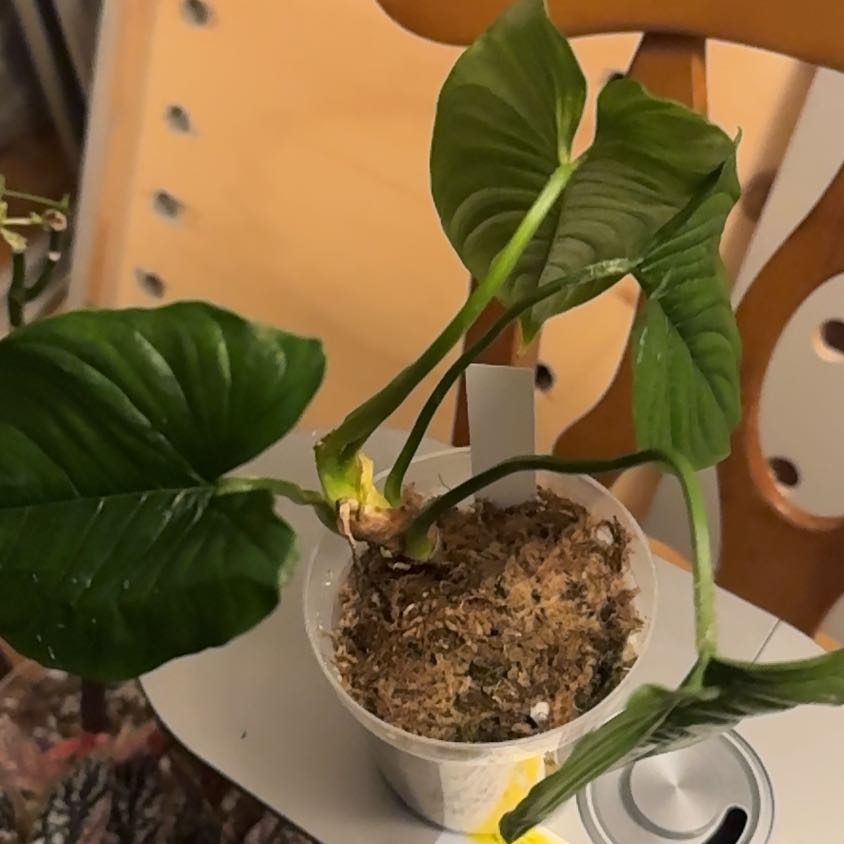 フィロデンドロン　ファルカツム　Philodendron furcatum PHILODENDRON FURCATUM CARE GUIDE - YouTube