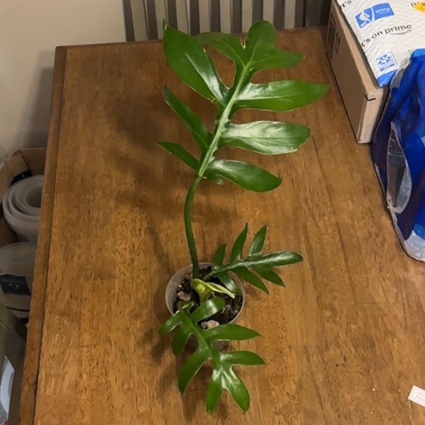 Photo of the plant species Philodendron distantilobum by @BonusTaraire85 named Mollie on Greg, the plant care app