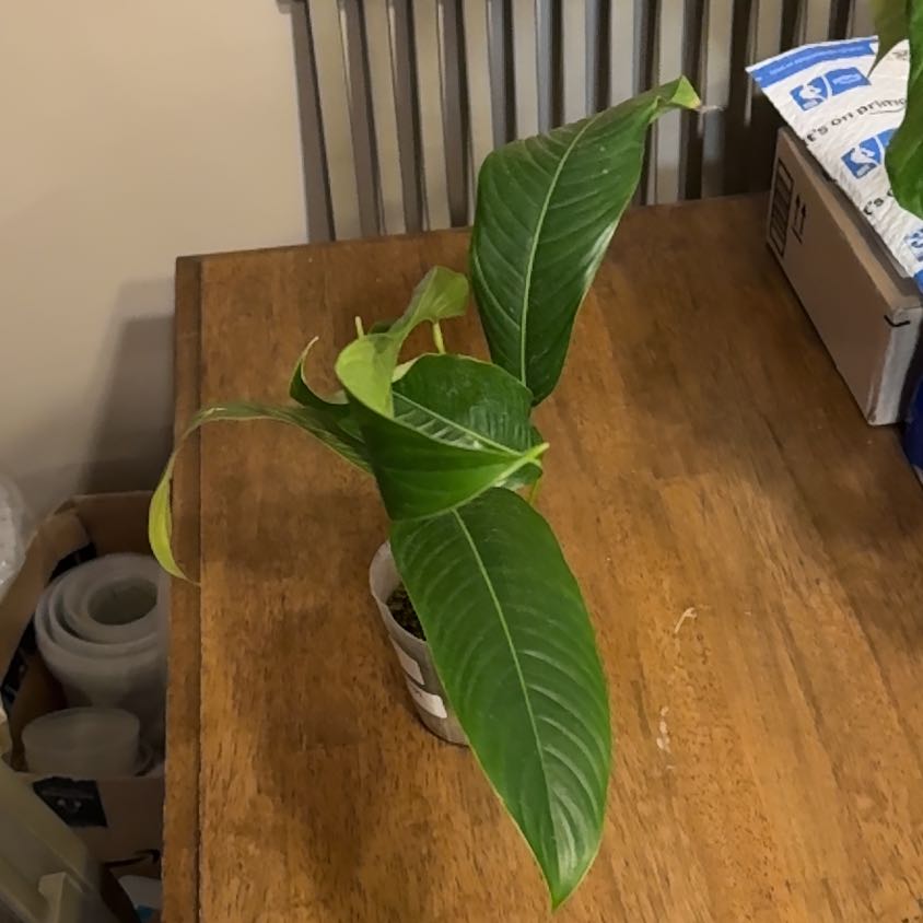Photo of the plant species Philodendron heterocraspedon by @BonusTaraire85 named Captain Plant-it on Greg, the plant care app