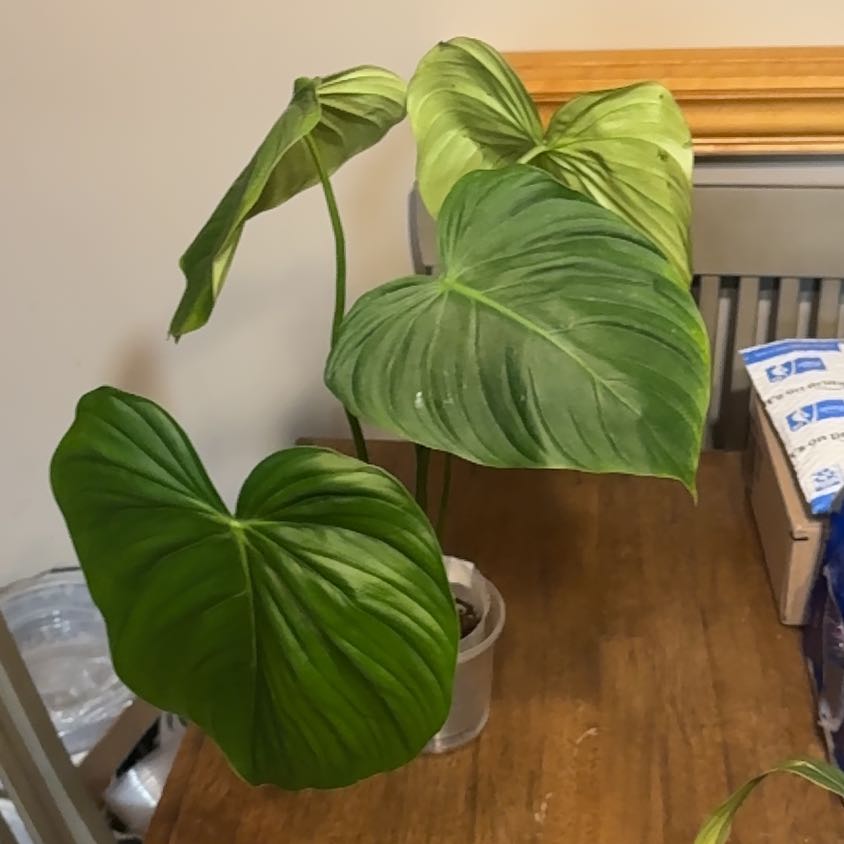 Photo of the plant species Philodendron 69686 by @BonusTaraire85 named Sherlock on Greg, the plant care app