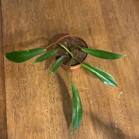 Photo of the plant species Philodendron x joepii by @BonusTaraire85 named Eva on Greg, the plant care app