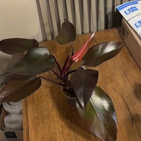 Photo of the plant species Red Brown Philodendron by @BonusTaraire85 named Khaleesi on Greg, the plant care app