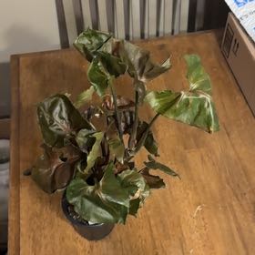 Photo of the plant species Strawberry Ice Arrowhead Plant by @BonusTaraire85 named Mochi on Greg, the plant care app