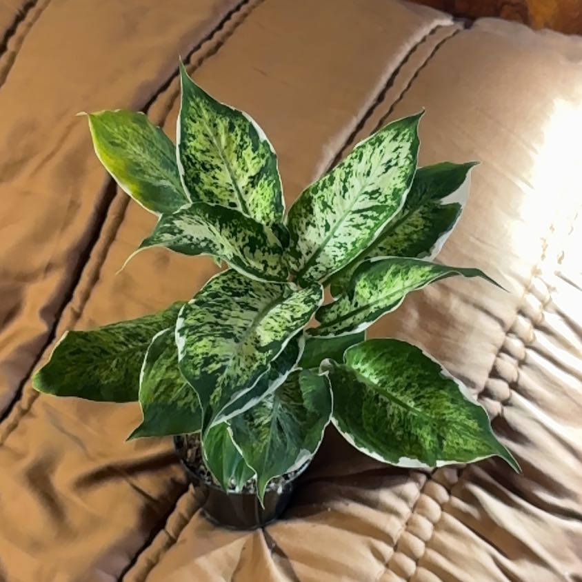 Photo of the plant species Dieffenbachia 'Cool Beauty' by @BonusTaraire85 named Morgan Treeman on Greg, the plant care app