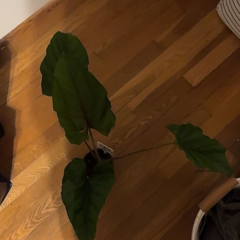 Photo of the plant species Aglaonema Red Army by @BonusTaraire85 named Nemo on Greg, the plant care app