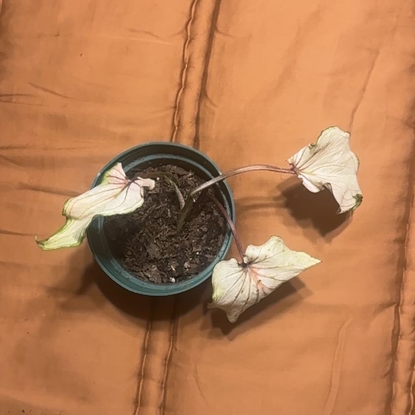 Photo of the plant species Florida Moonlight Caladium by @BonusTaraire85 named Marley on Greg, the plant care app