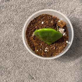 Photo of the plant species Watermelon Dischidia by @BonusTaraire85 named Gaga on Greg, the plant care app