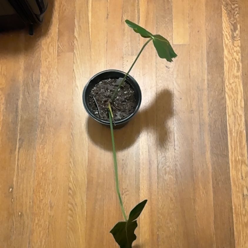 Photo of the plant species Philodendron Esmeraldense Narrow by @BonusTaraire85 named Mochi on Greg, the plant care app