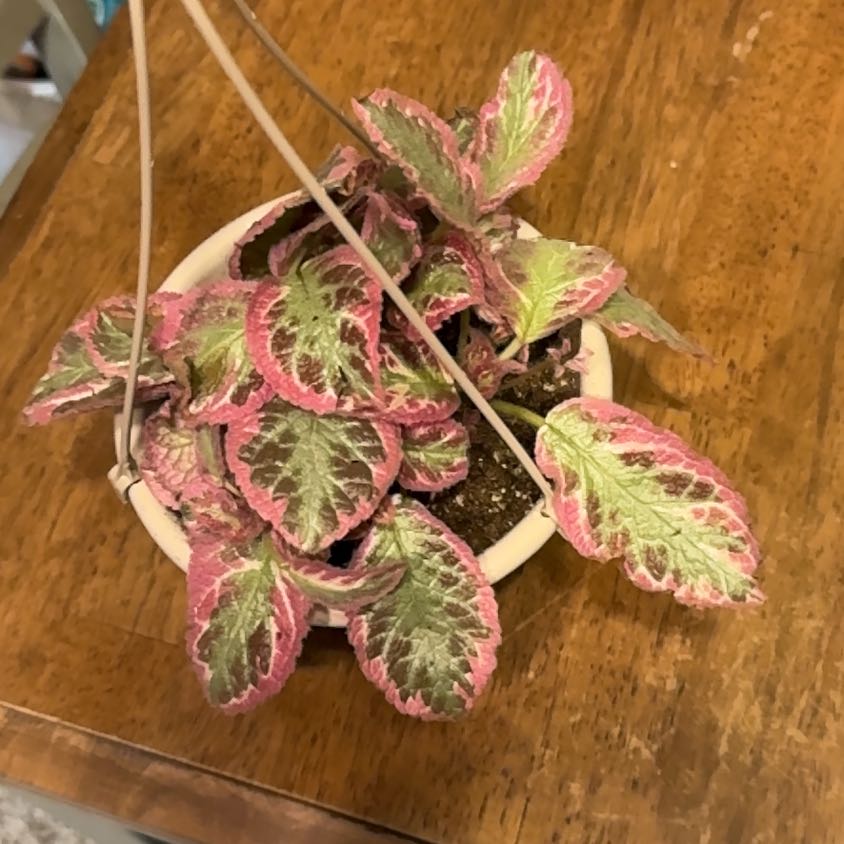 Photo of the plant species Pink brocade by @BonusTaraire85 named Bruce Lee on Greg, the plant care app