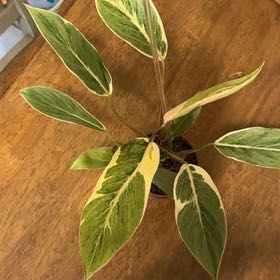 Photo of the plant species Philodendron 69686 by @BonusTaraire85 named Austen on Greg, the plant care app