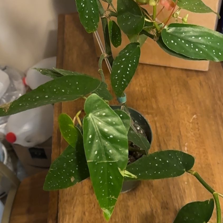 Photo of the plant species Begonia Bamboo by @BonusTaraire85 named Rosa on Greg, the plant care app