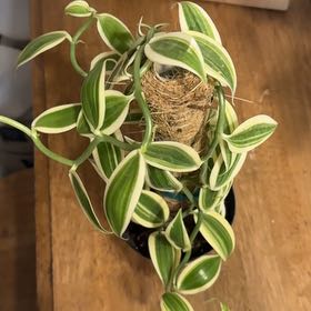 Photo of the plant species varigated Vanilla Orchid by @BonusTaraire85 named Tolkien on Greg, the plant care app