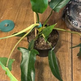 Photo of the plant species Philodendron 69686 by @BonusTaraire85 named Muhammad Ali on Greg, the plant care app