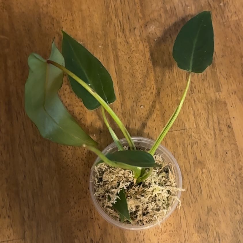 Photo of the plant species Philodendron Spiritus Sancti by @BonusTaraire85 named Naomi on Greg, the plant care app