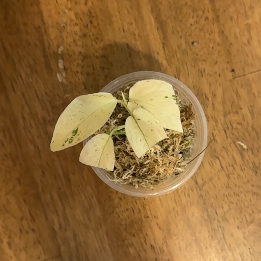 Photo of the plant species monstera by @BonusTaraire85 named Beyonce on Greg, the plant care app