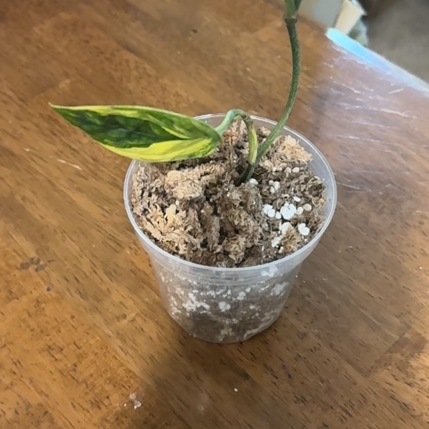 Photo of the plant species Variegated Monstera Peru by @BonusTaraire85 named Anne on Greg, the plant care app