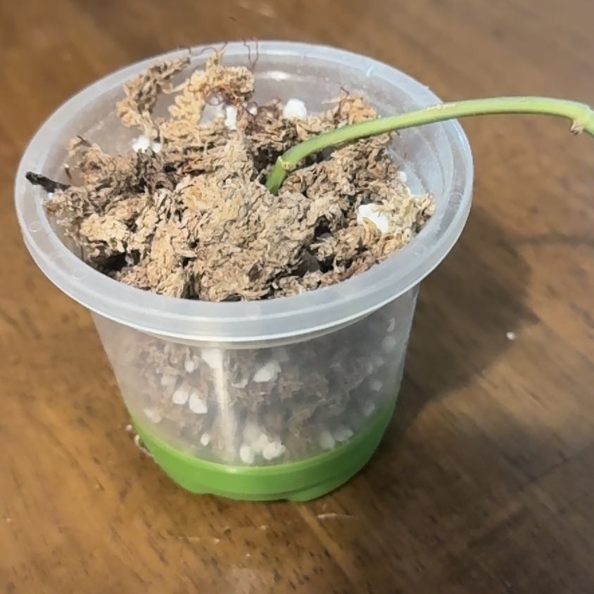 Photo of the plant species Scindapsus 'Yupa' by @BonusTaraire85 named Sanders on Greg, the plant care app