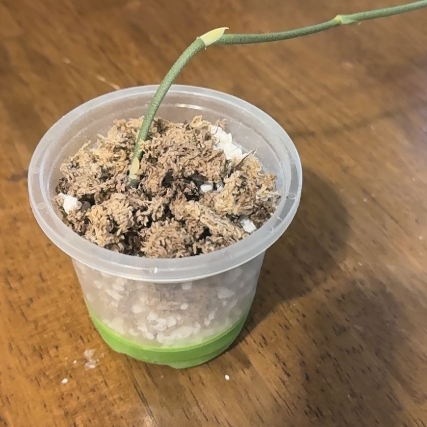 Photo of the plant species Scindapsus 'Nirmala' by @BonusTaraire85 named Pax on Greg, the plant care app