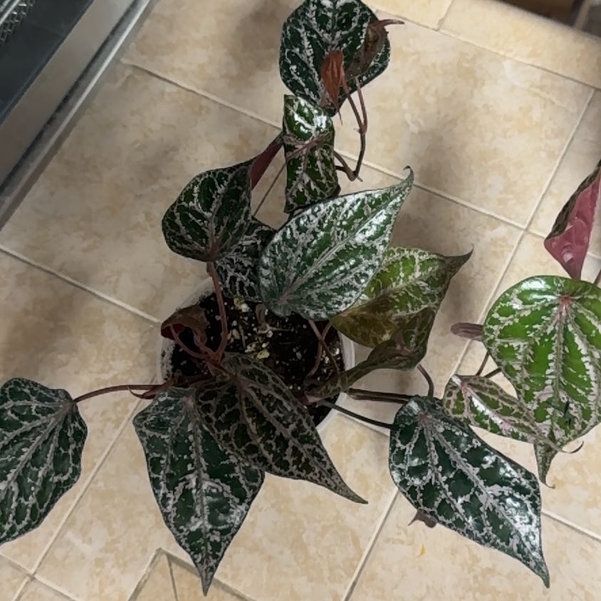 Photo of the plant species Pink Piper Crocatum by @BonusTaraire85 named Elina on Greg, the plant care app
