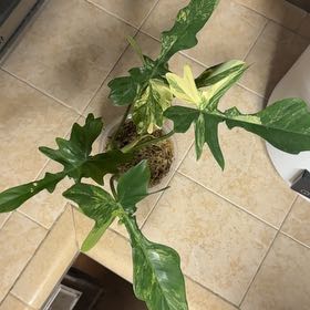 Photo of the plant species philodendres florida beauty veriegata by @BonusTaraire85 named Aria on Greg, the plant care app