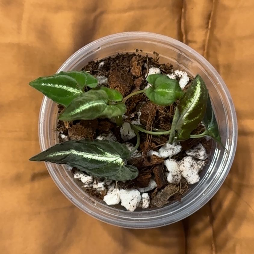 Photo of the plant species Syngonium Rayii by @BonusTaraire85 named Terra on Greg, the plant care app