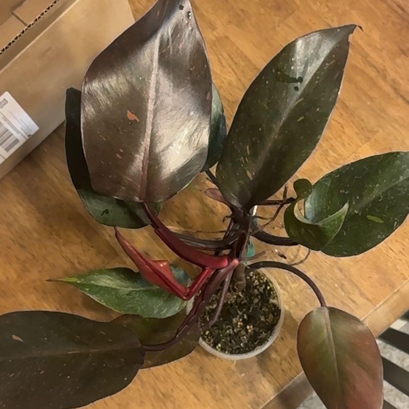 Photo of the plant species Orange Princess by @BonusTaraire85 named Xena on Greg, the plant care app
