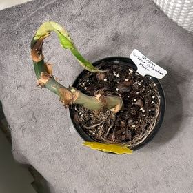 Photo of the plant species Silver Columbia Philodendron by @BonusTaraire85 named Harper on Greg, the plant care app