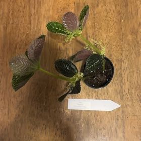 Photo of the plant species Pilea riparia by @BonusTaraire85 named Nithin on Greg, the plant care app