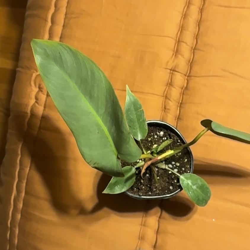 Photo of the plant species Philodendron atabapoense by @BonusTaraire85 named Rihanna on Greg, the plant care app
