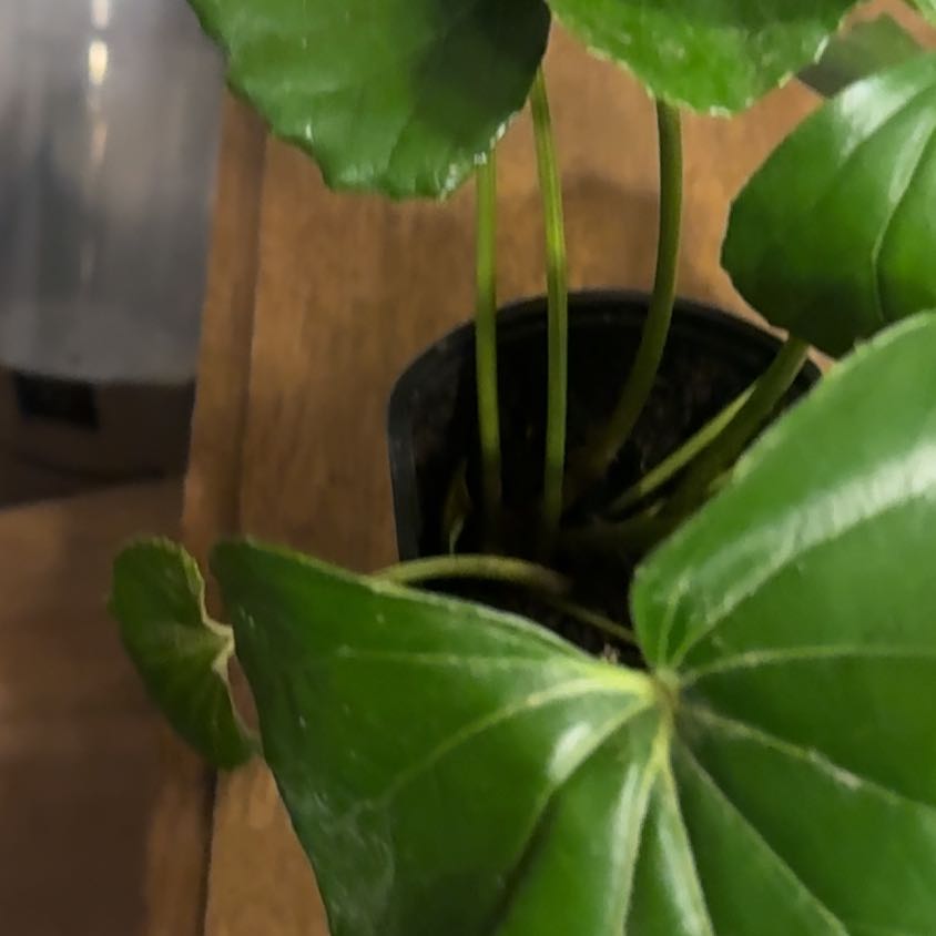 Photo of the plant species Leopard Plant by @BonusTaraire85 named Baesil on Greg, the plant care app