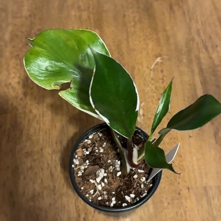 Photo of the plant species White Knight by @BonusTaraire85 named Aria on Greg, the plant care app