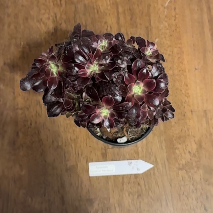 Photo of the plant species Aeonium Medusa by @BonusTaraire85 named Wall-E on Greg, the plant care app