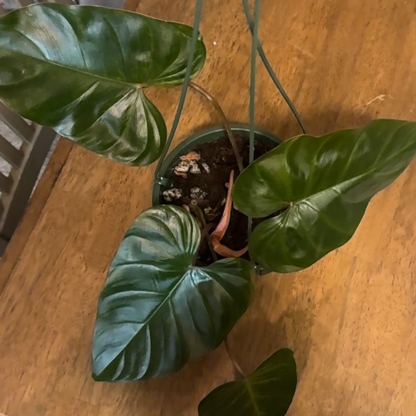 Photo of the plant species Philodendron 'Kipuka Emerald' by @BonusTaraire85 named Bella on Greg, the plant care app