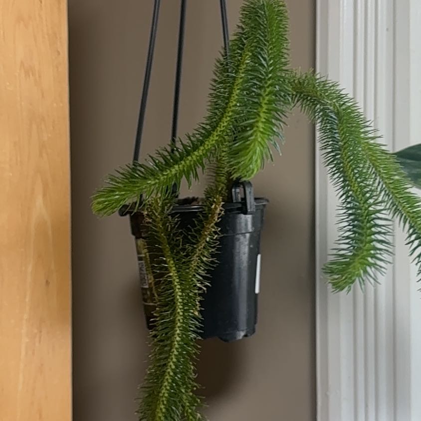 Photo of the plant species Rock Tassel Fern by @BonusTaraire85 named Clooney on Greg, the plant care app