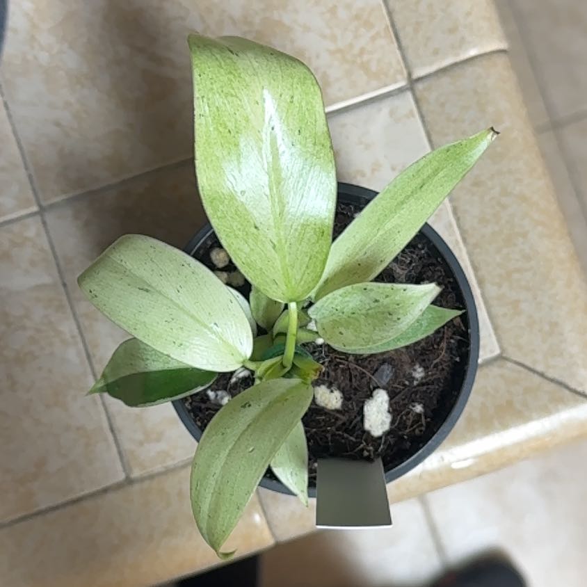Photo of the plant species Philodendron 69686 by @BonusTaraire85 named Marley on Greg, the plant care app