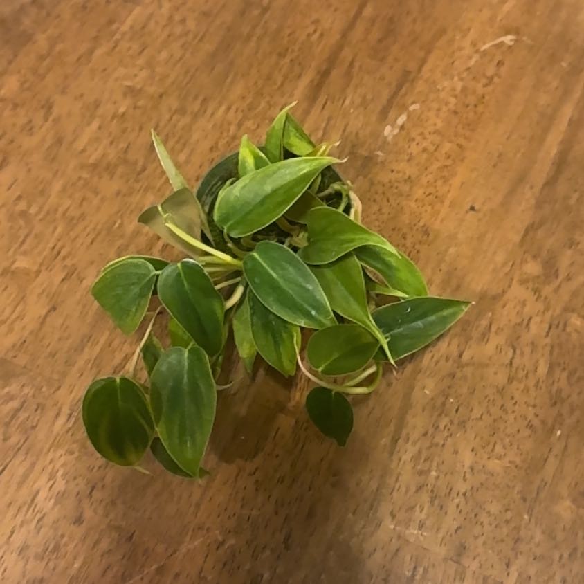 Photo of the plant species Philodendron condorcanquense by @BonusTaraire85 named Aria on Greg, the plant care app
