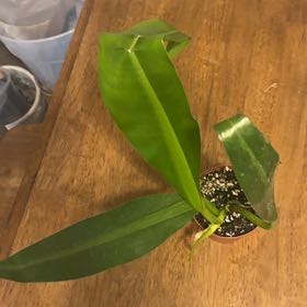 Photo of the plant species Philodendron crassinervium by @BonusTaraire85 named LiloStitch on Greg, the plant care app