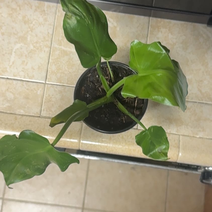 Photo of the plant species Philodendron appendiculatum by @BonusTaraire85 named Peter Parker on Greg, the plant care app
