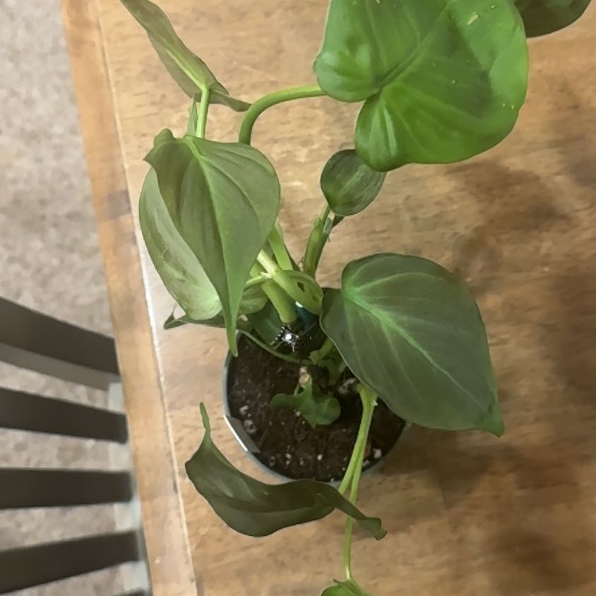 Photo of the plant species Philodendron camposportoanum by @BonusTaraire85 named Navajo on Greg, the plant care app