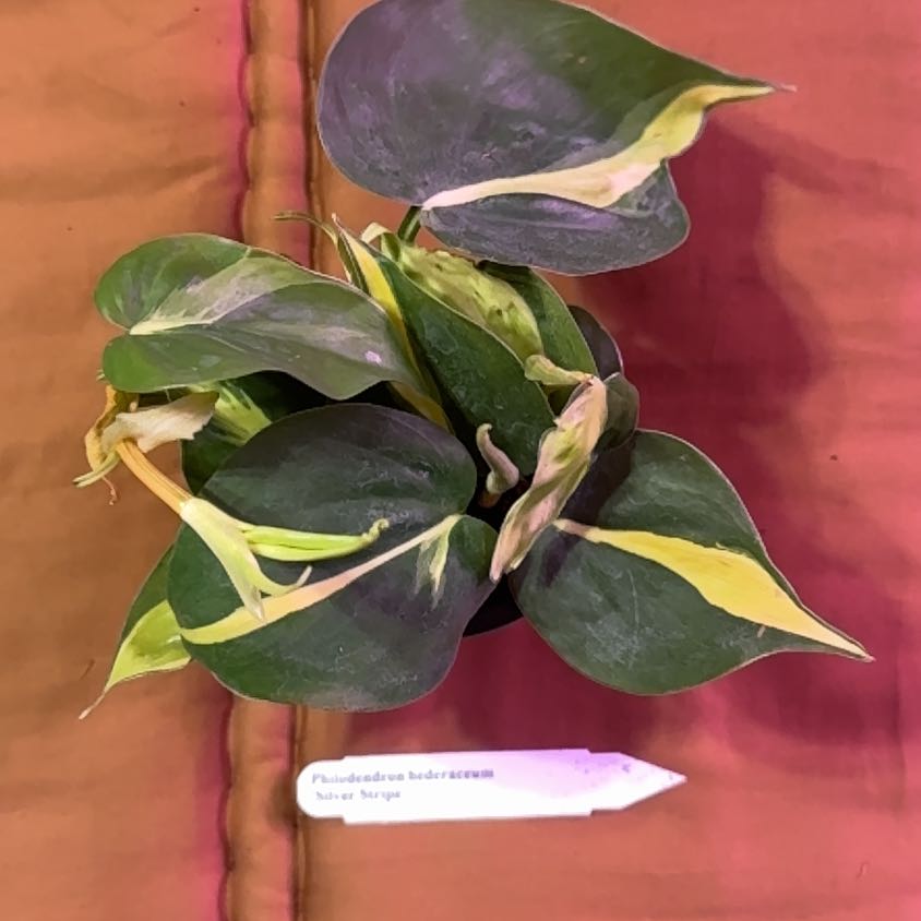 Photo of the plant species Silver Stripe Philodendron by @BonusTaraire85 named Clooney on Greg, the plant care app