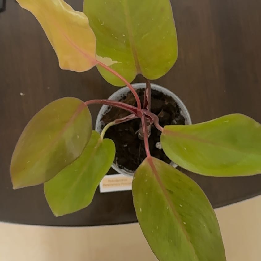 Photo of the plant species Philodendron Persimmon Princess by @BonusTaraire85 named Tupot amaroot on Greg, the plant care app
