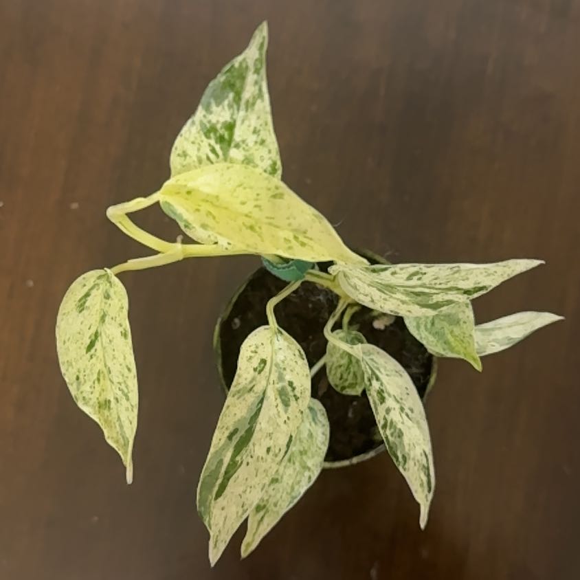 Photo of the plant species Hanoman Bali by @BonusTaraire85 named Harry on Greg, the plant care app