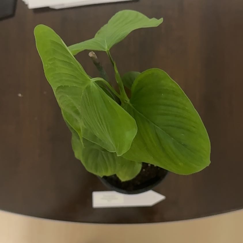 Photo of the plant species philodendron peru by @BonusTaraire85 named Xena on Greg, the plant care app