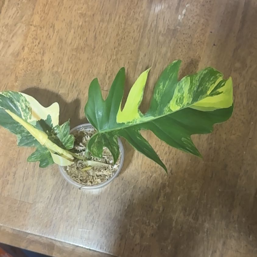 Photo of the plant species Philodendron distantilobum by @BonusTaraire85 named Harry on Greg, the plant care app